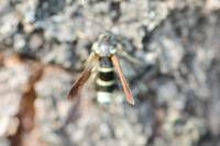 Paranthrene tabaniformis