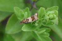 Celypha cespitana