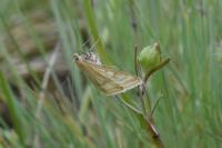 Sitochroa verticalis