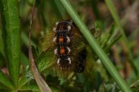 Acronicta rumicis