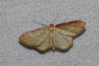 Idaea humiliata