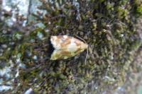 Archips xylosteana