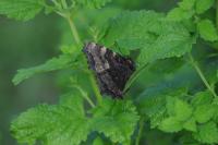 Nymphalis polychloros