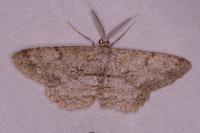 Hypomecis punctinalis