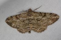 Peribatodes rhomboidaria