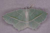 Campaea margaritaria