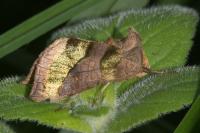Diachrysia chrysitis