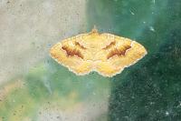 Camptogramma bilineata
