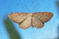Idaea humiliata