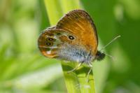 Coenonympha arcania