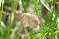Rhodostrophia vibicaria