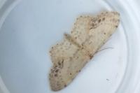 Idaea dimidiata