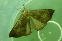 Hypena proboscidalis