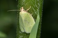 Tortrix viridana
