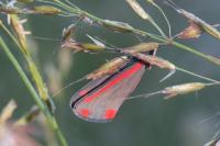 Tyria jacobaeae