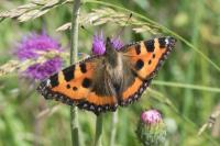 Aglais urticae