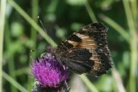 Aglais urticae