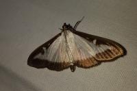 Cydalima perspectalis