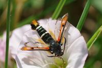 Pyropteron chrysidiforme