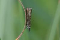 Chrysoteuchia culmella