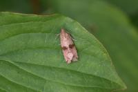 Celypha striana