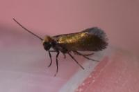 Micropterix calthella