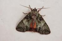 Polyphaenis sericata