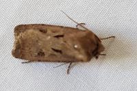 Agrotis exclamationis