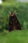 Autographa gamma
