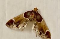 Pyralis farinalis