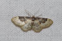 Idaea rusticata