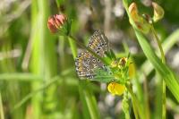 Polyommatus icarus