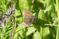 Polyommatus icarus