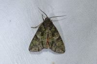 Polyphaenis sericata