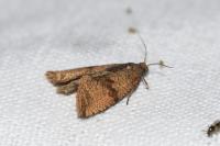 Celypha striana