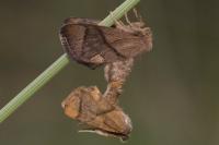 Apoda limacodes