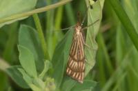 Chrysocrambus linetella