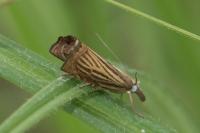 Chrysoteuchia culmella