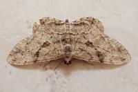 Peribatodes rhomboidaria