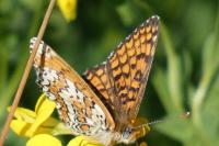 Melitaea cinxia
