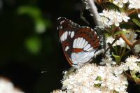Limenitis reducta