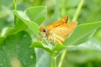 Ochlodes sylvanus