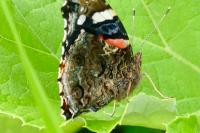 Vanessa atalanta