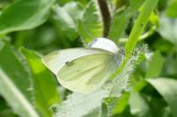 Pieris rapae