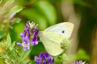 Pieris rapae