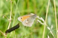 Coenonympha pamphilus