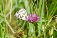 Melanargia galathea