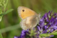 Coenonympha pamphilus