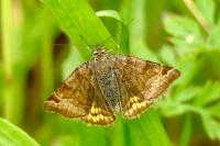 Euclidia glyphica