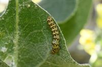 Cucullia lychnitis